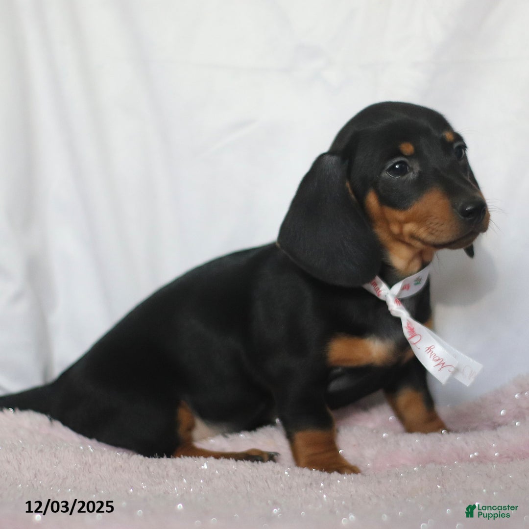 Dachshund dogs for sale: Mandy - Ad 3
