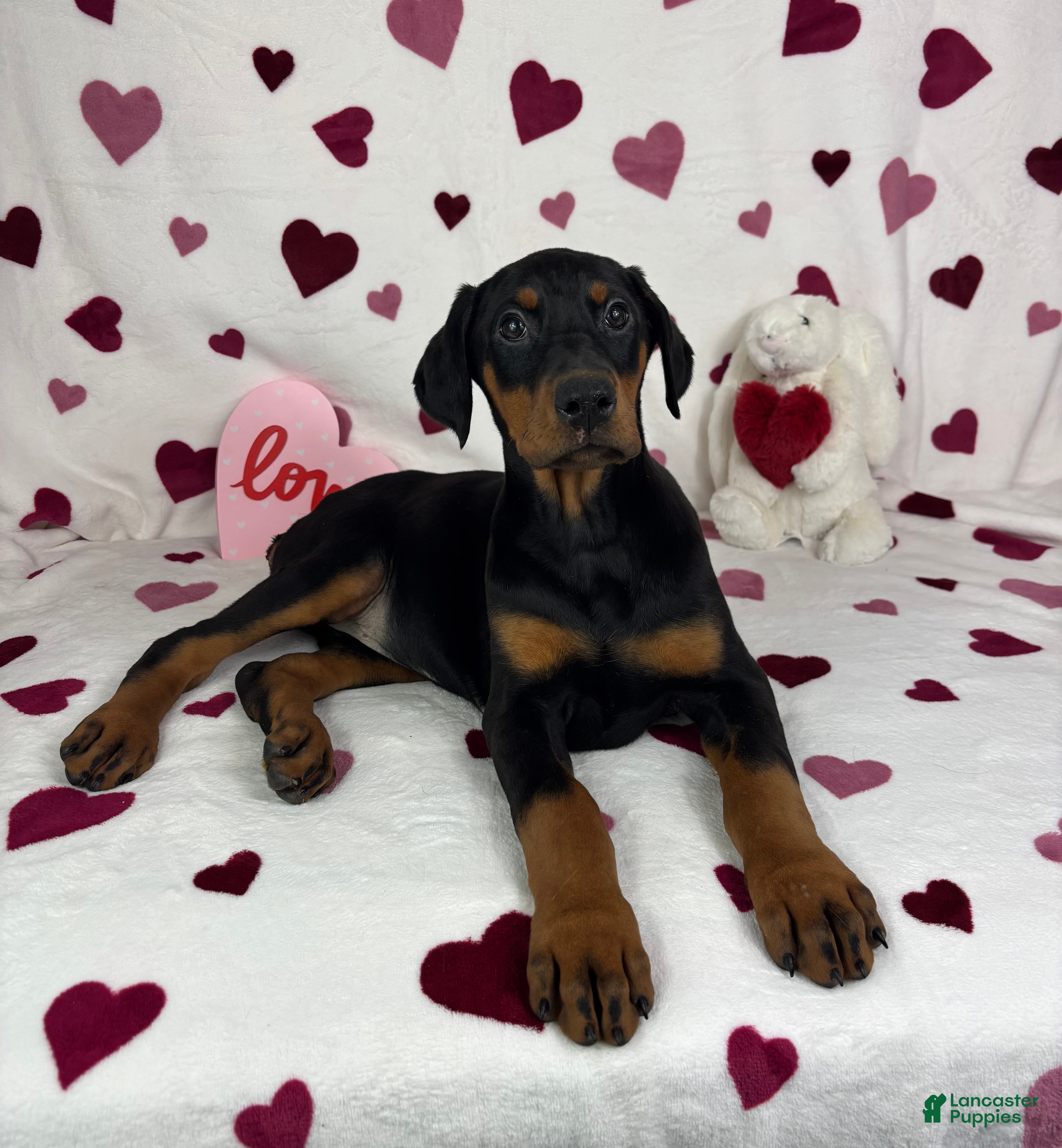 Doberman Pinscher dogs Daisey - Ad 24