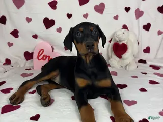 Doberman Pinscher dogs Daisey - Ad 24