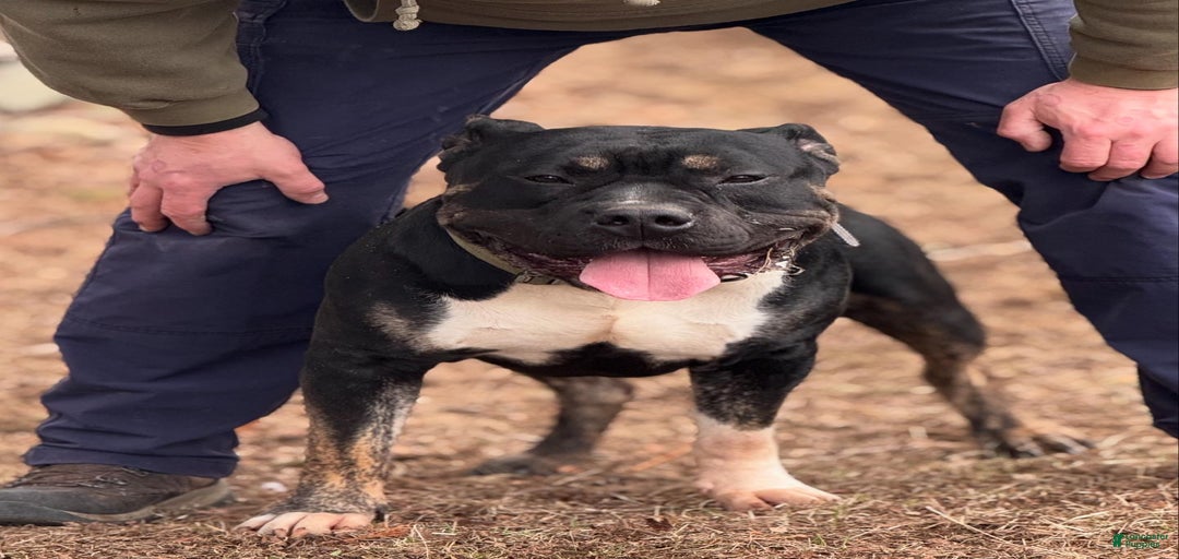 Gallery Image {{count}}