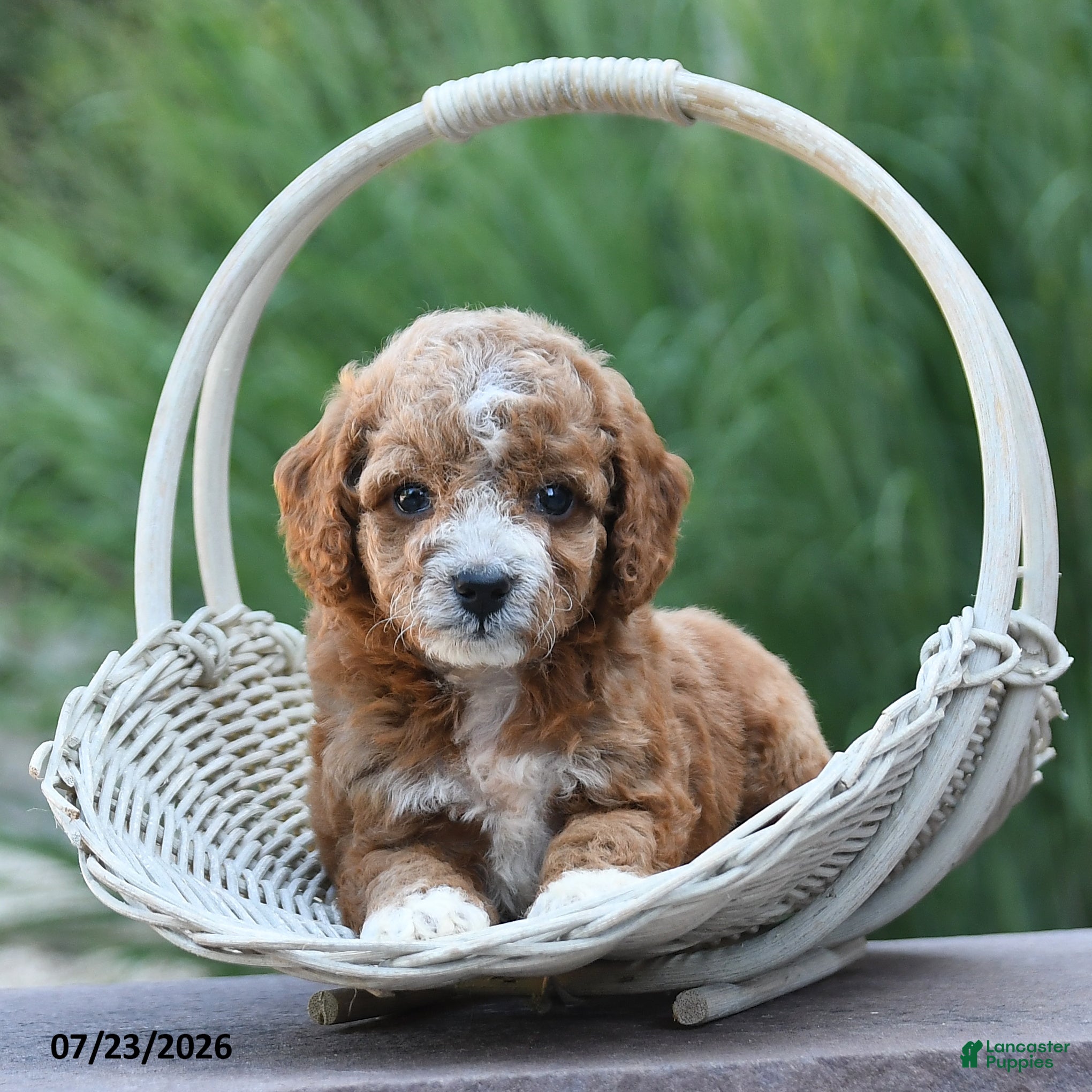 Toy Poodle dogs Liberty - Ad 2