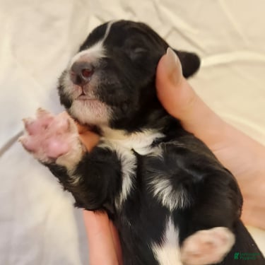 Snoopy_Male Tuxedo