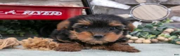 Yorkshire Terrier dogs for sale: Brady - Ad 3