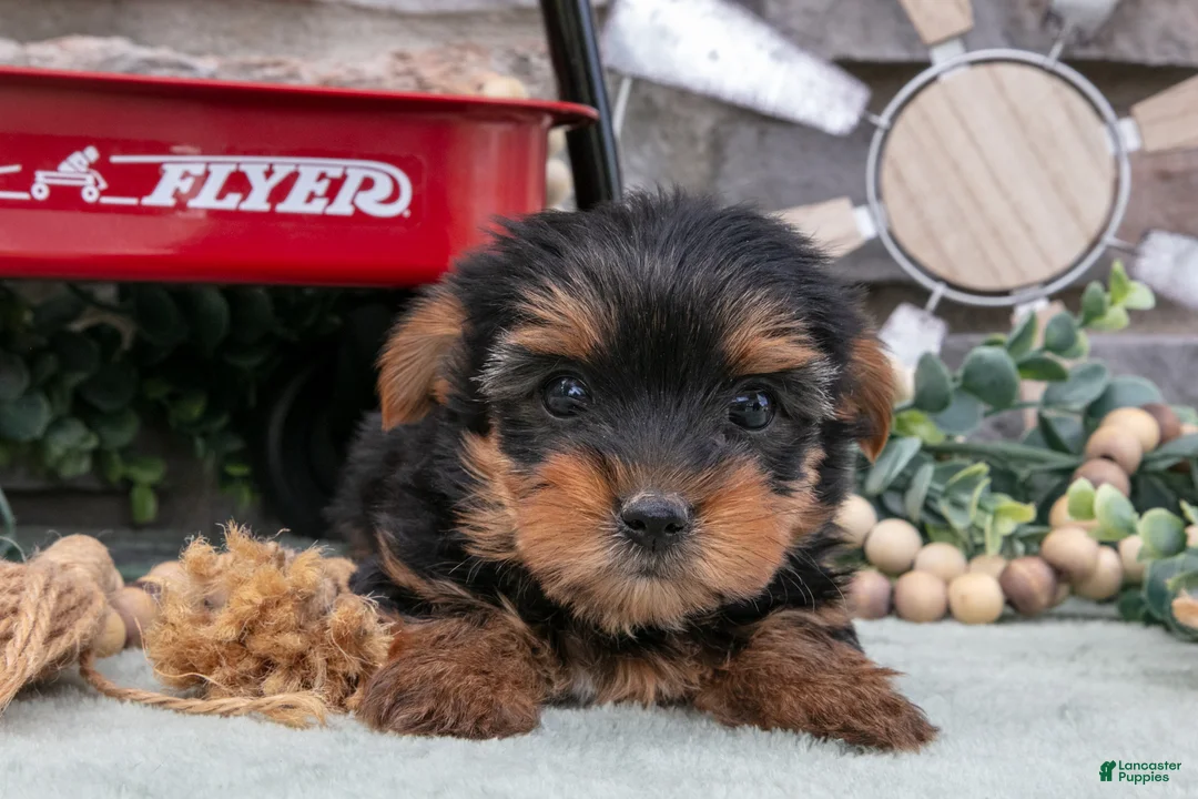 Yorkshire Terrier dogs for sale: Brady - Ad 3