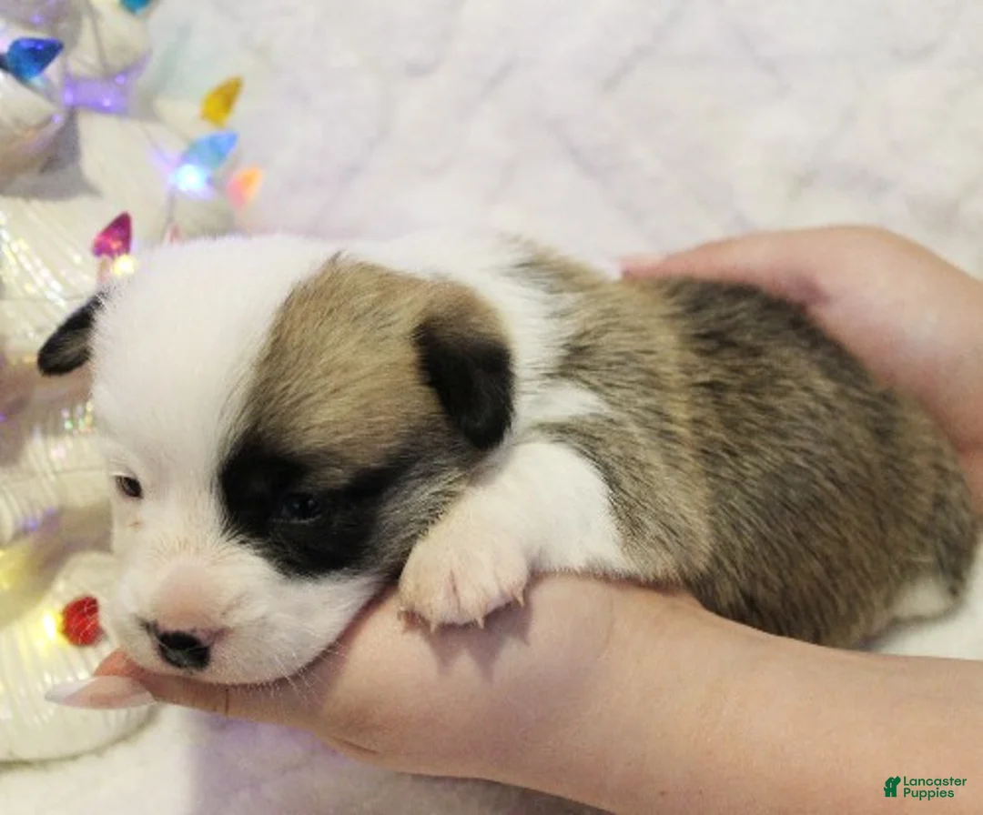 Welsh Corgi Pembroke dogs for sale: Elsa Genetically CLEAR - Ad 17