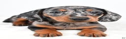 Miniature Dachshund dogs for sale: Polly - Ad 5