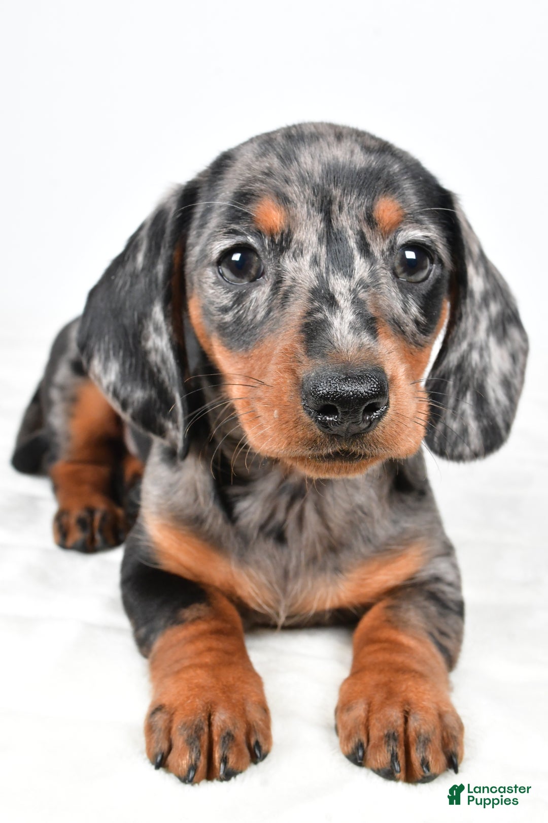 Miniature Dachshund dogs for sale: Polly - Ad 5