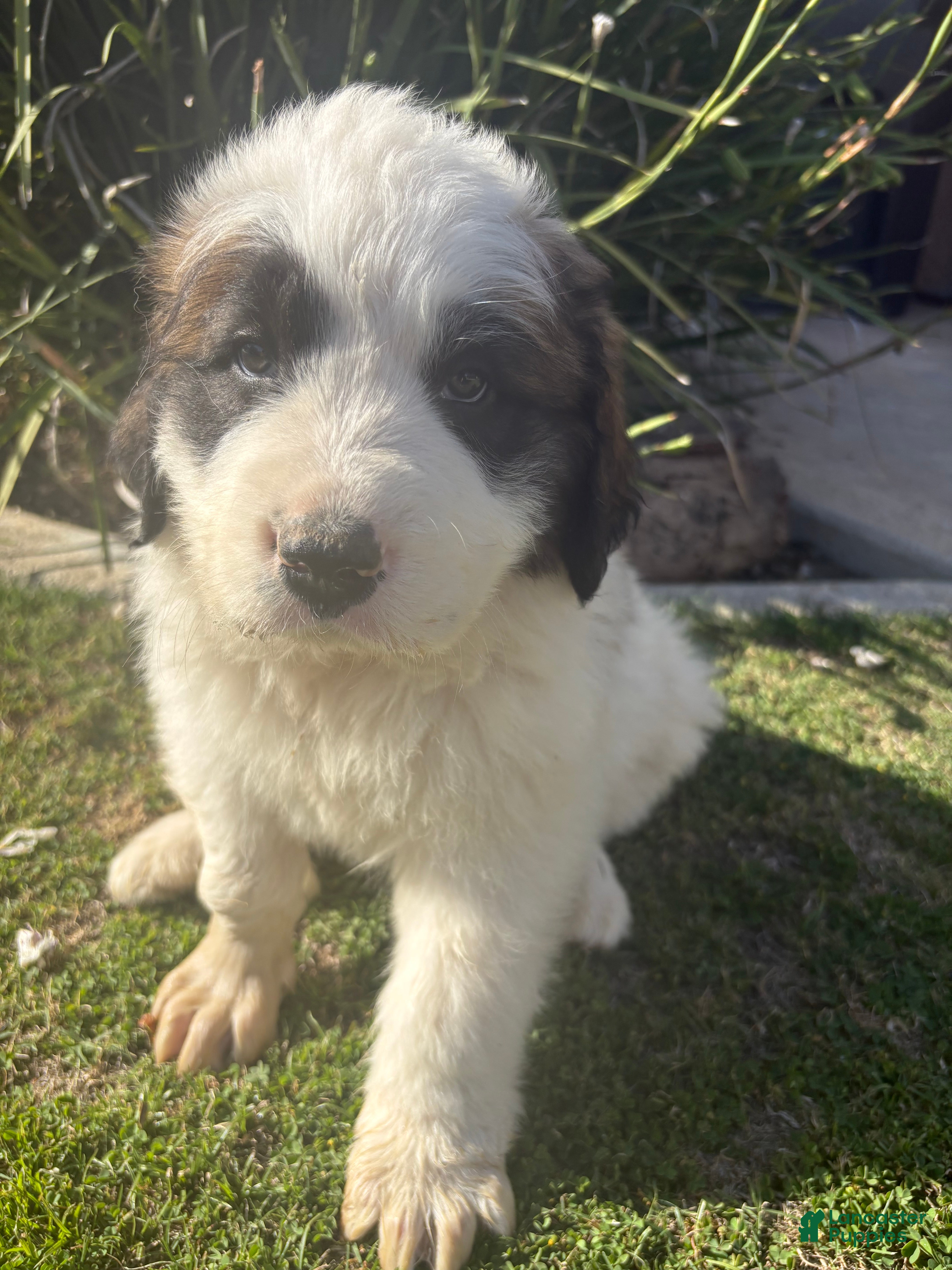 Mixed Breed dogs Mixed Breed Puppy 1 - Ad 31