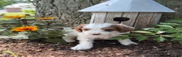 Cavapoo dogs for sale: Casper  - Ad 16