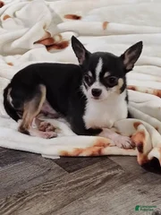 Milo