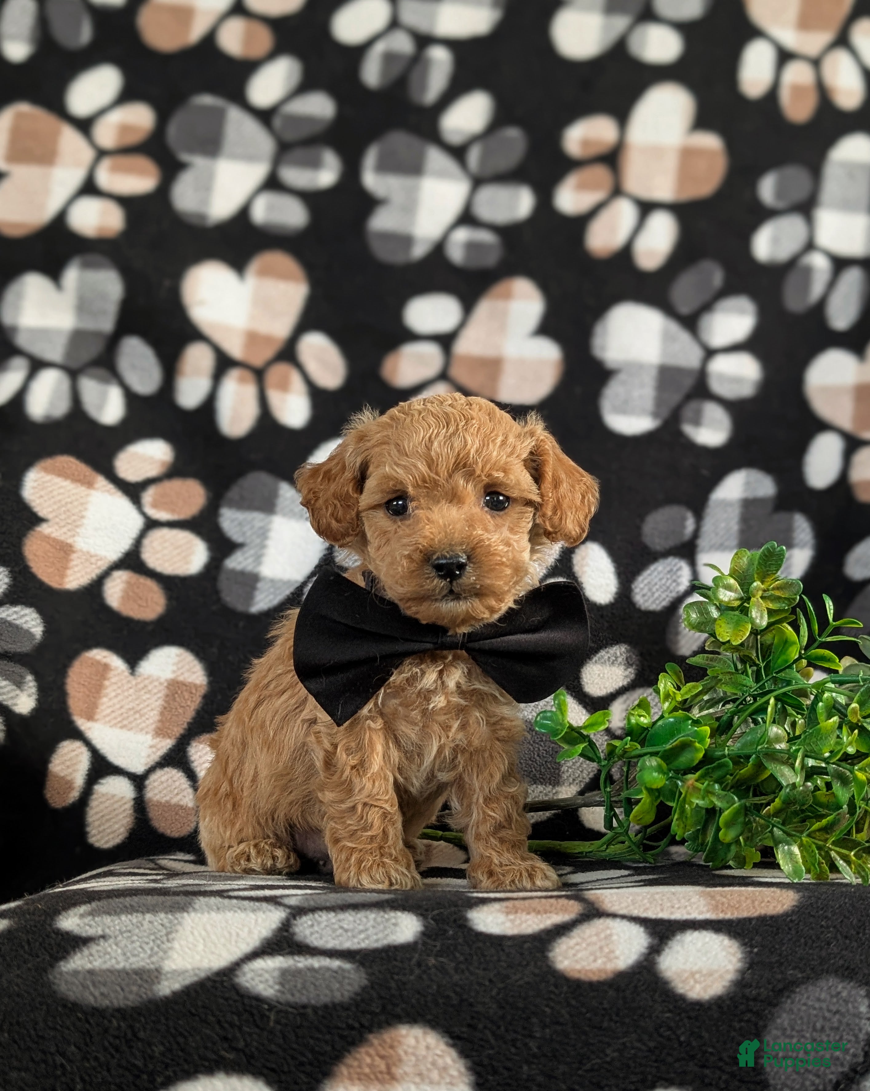 Bichpoo dogs Parkinson 9 lbs Full Grown - Ad 2