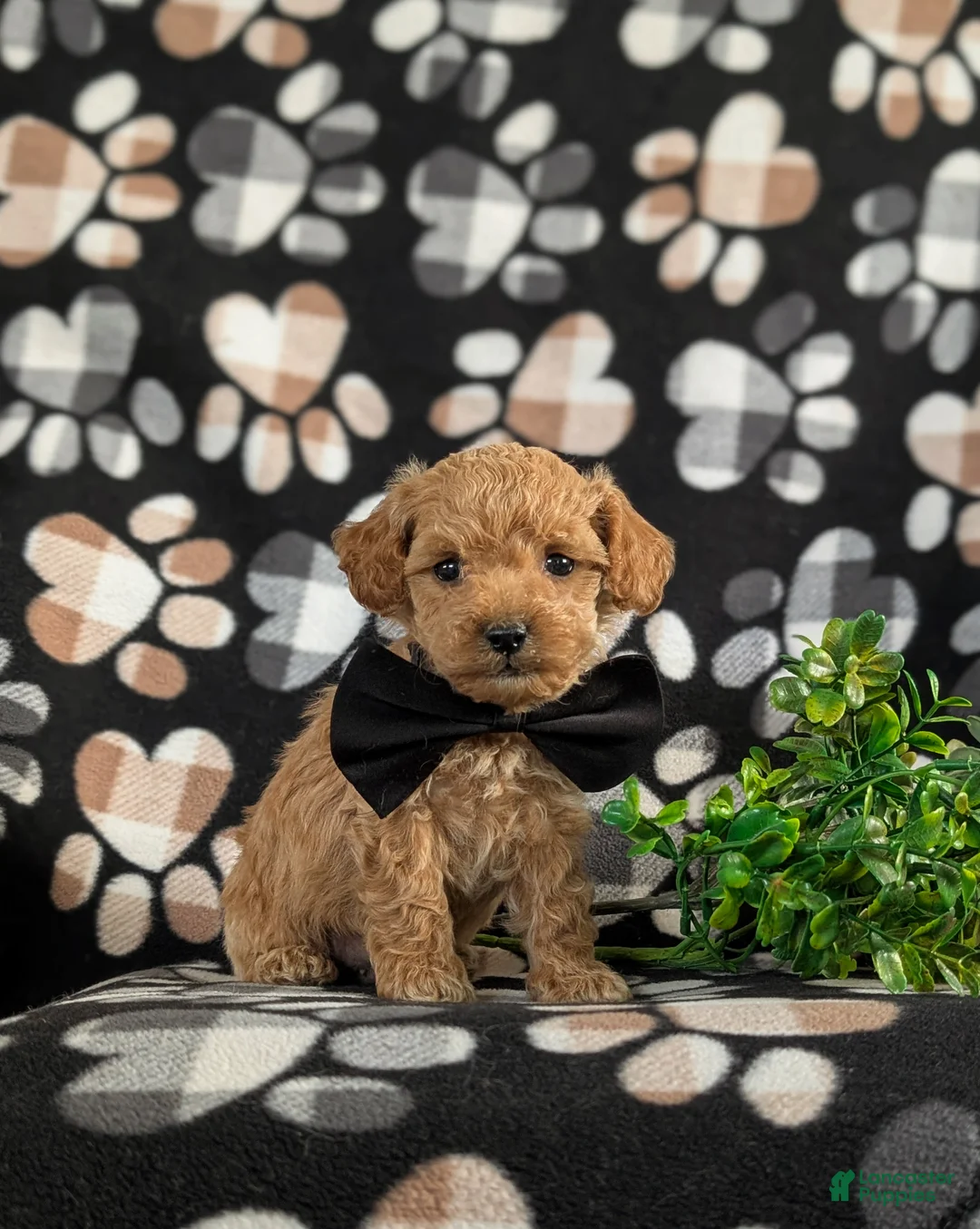 Bichpoo dogs for sale: Parkinson 9 lbs Full Grown - Ad 2