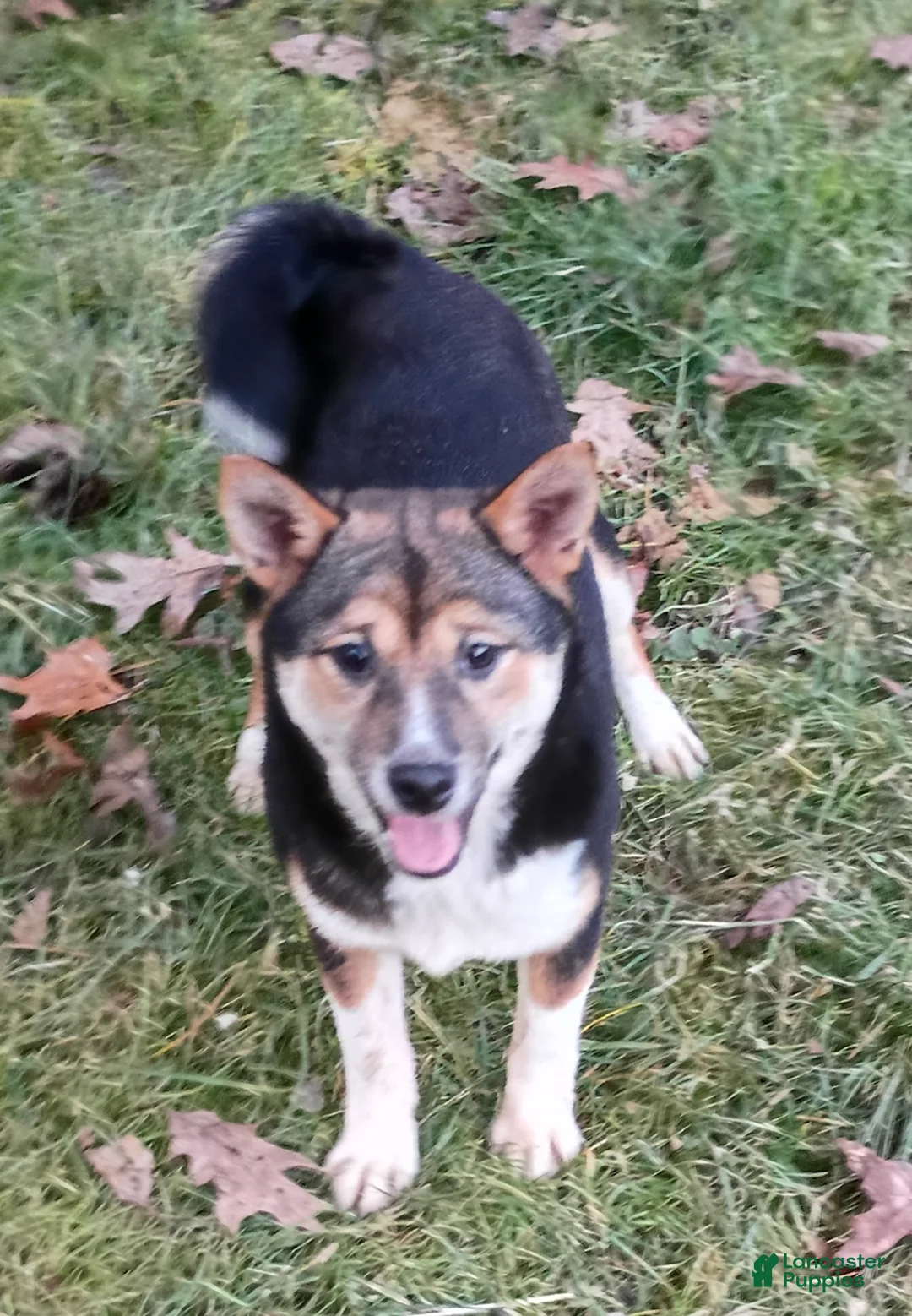 Shiba Inu dogs for sale: Holly  - Ad 1