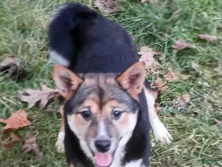 Shiba Inu dogs Holly - Ad 2