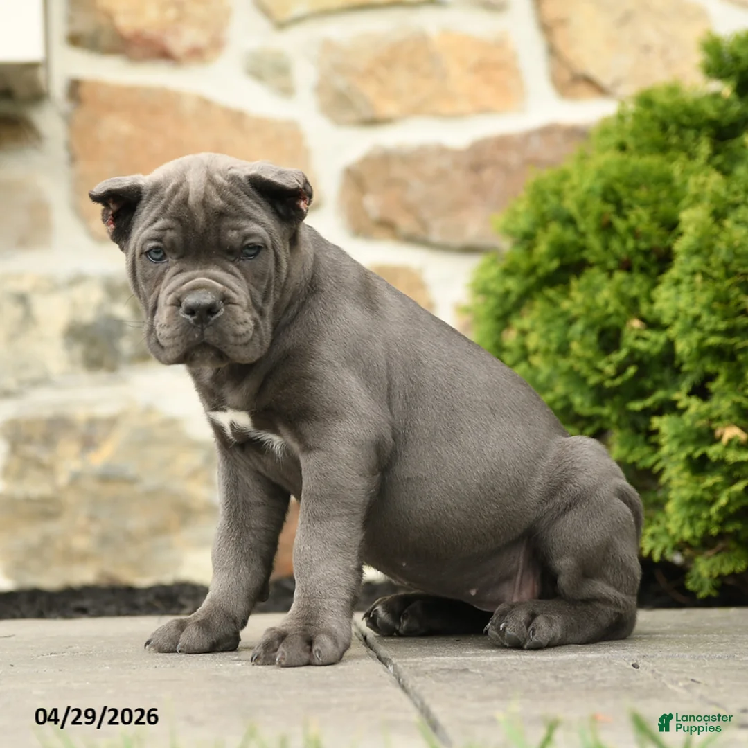Cane Corso dogs for sale: Kiki - Ad 2