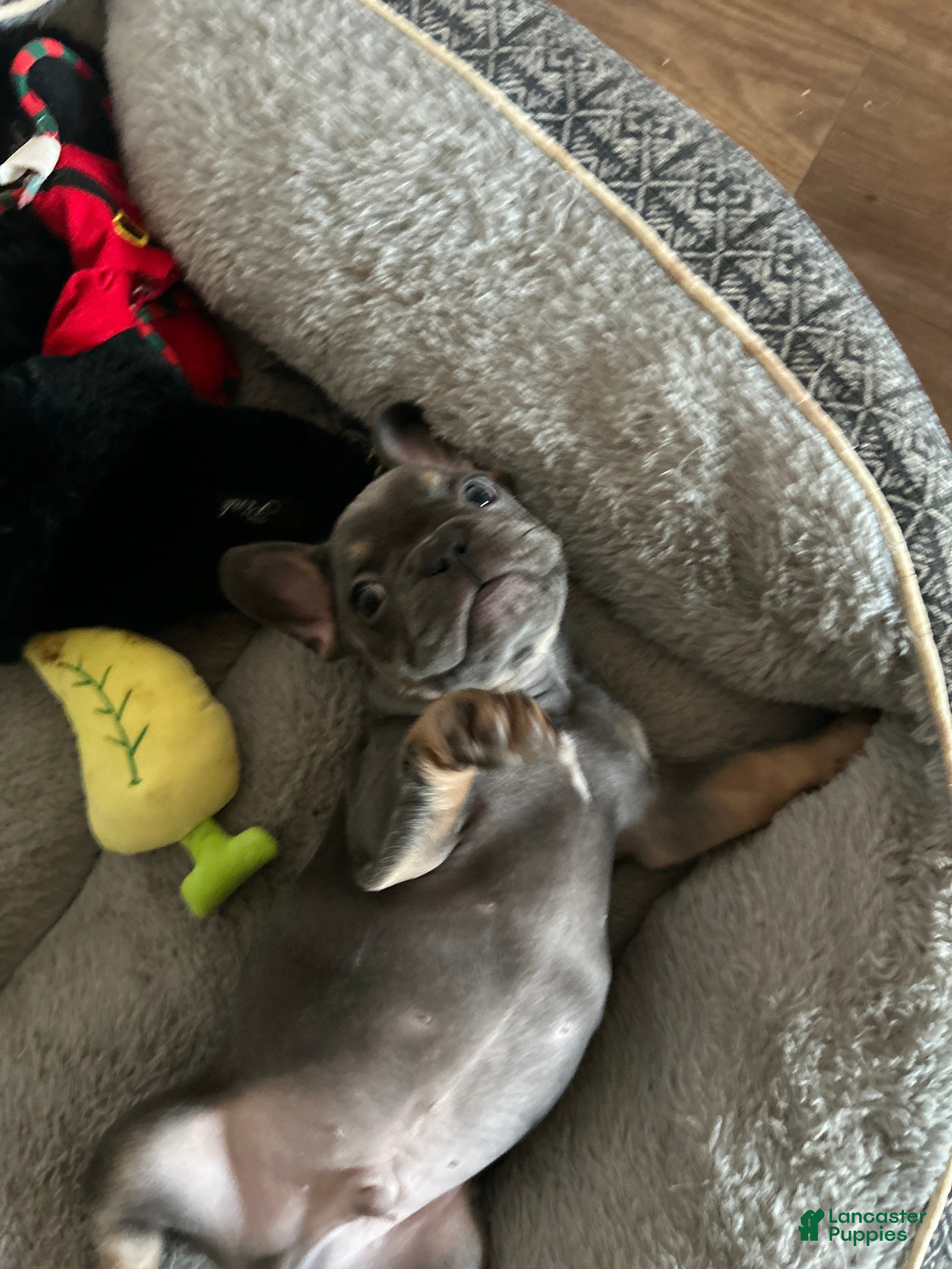 French Bulldog dogs French Bulldog Puppy 2 - Ad 16