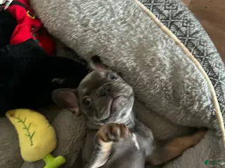 French Bulldog dogs French Bulldog Puppy 2 - Ad 16