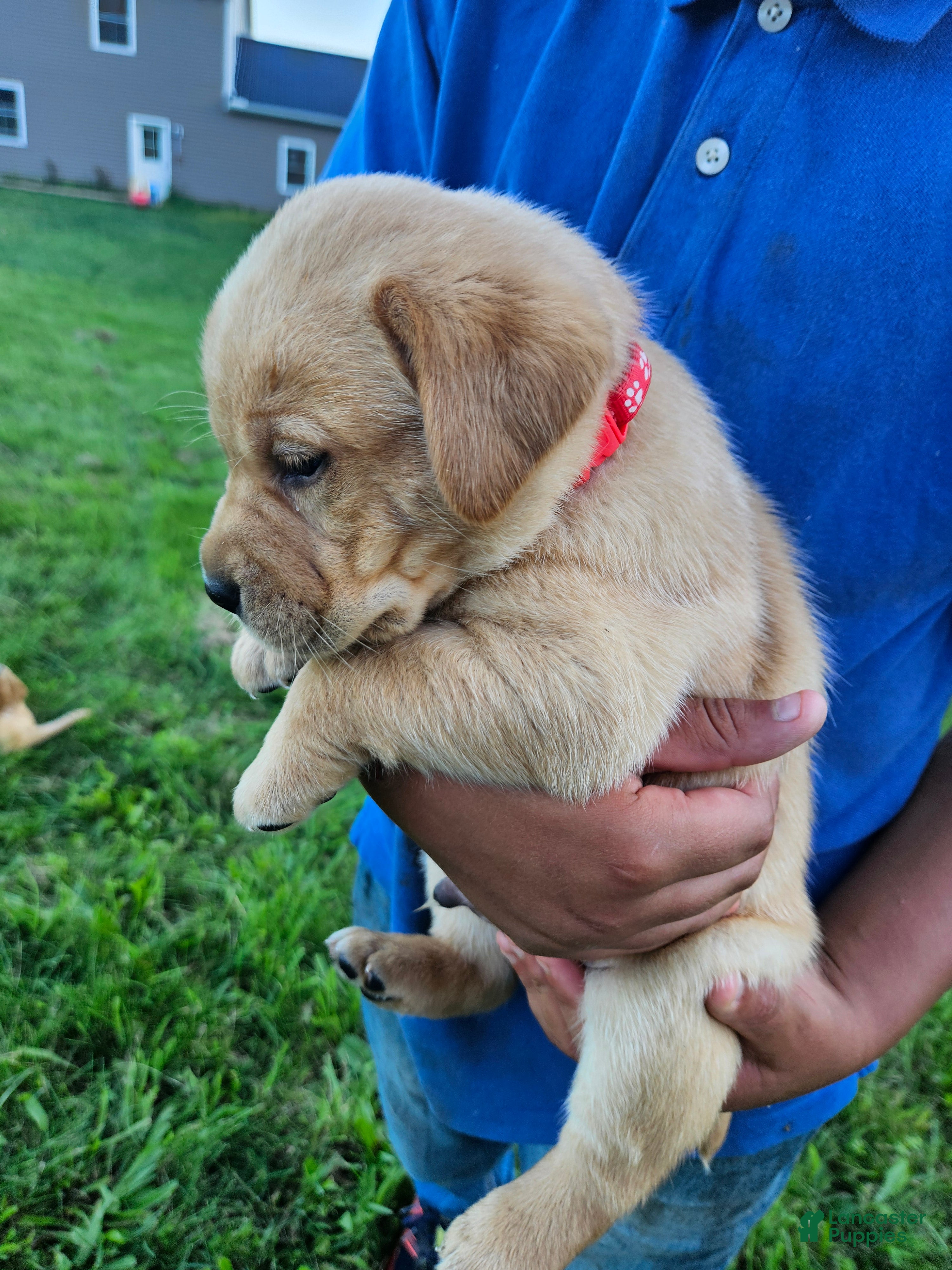 Labrador Retriever dogs Oliver - Ad 2