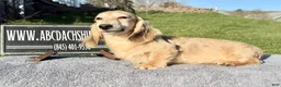 Miniature Dachshund dogs for sale: Cream - Ad 8