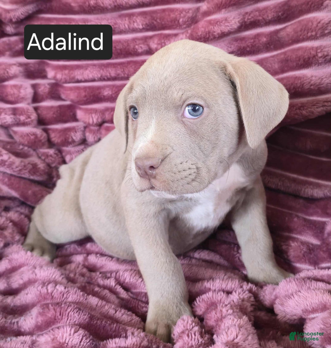 Cane Corso dogs for sale: Adalind - Ad 13