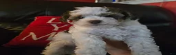Havapoo dogs for sale: Chip - Ad 3