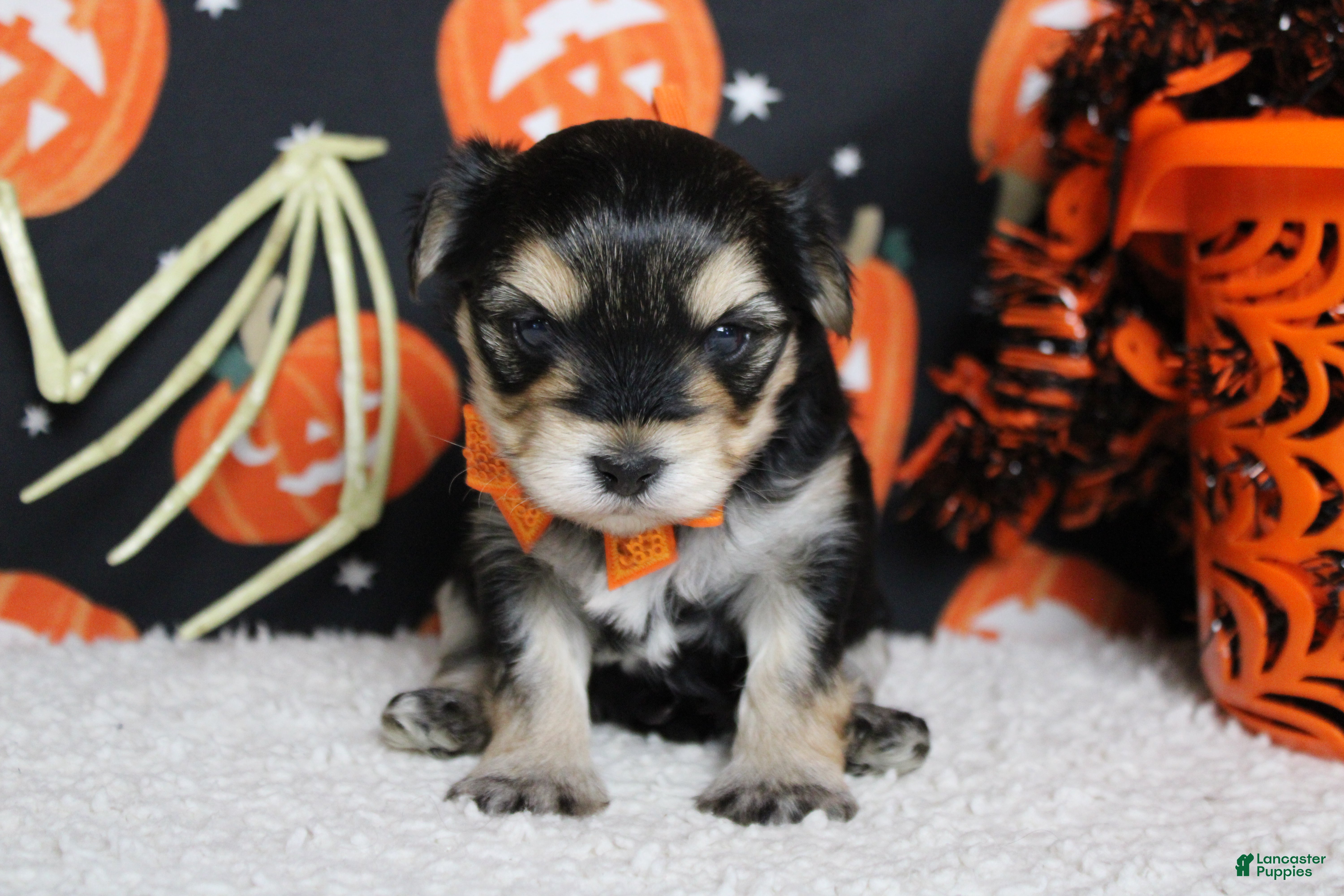 Morkie dogs Hansel  - Ad 42