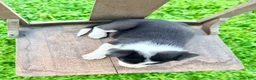 Border Collie dogs for sale: Sullivan - Ad 3
