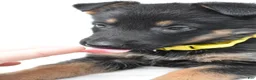 German Shepherd dogs for sale: Layla - Ad 7