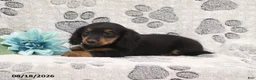 Miniature Dachshund dogs for sale: George - Ad 3