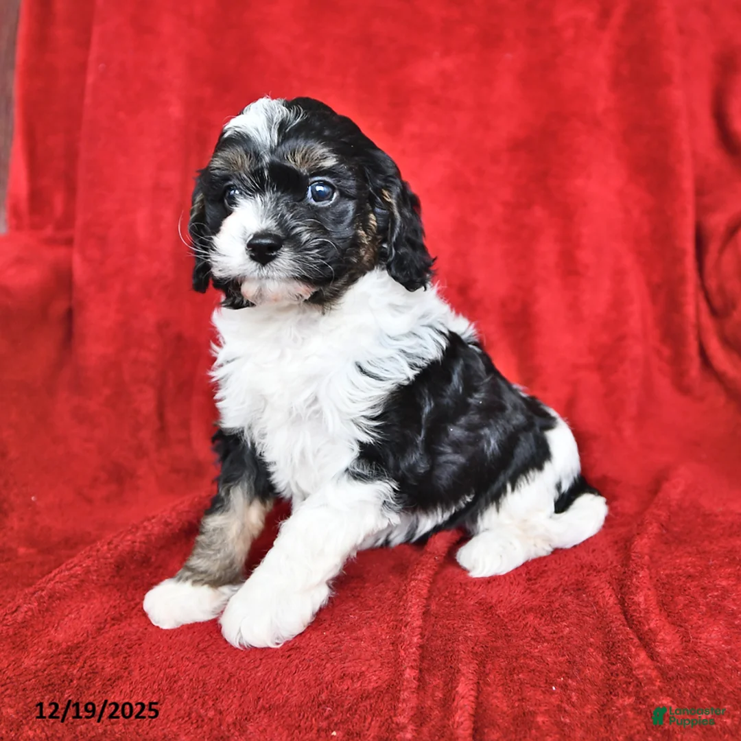 Cavapoo dogs for sale: Gracie - Ad 4