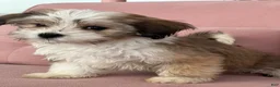 Havanese dogs for sale: Sugar - Ad 2