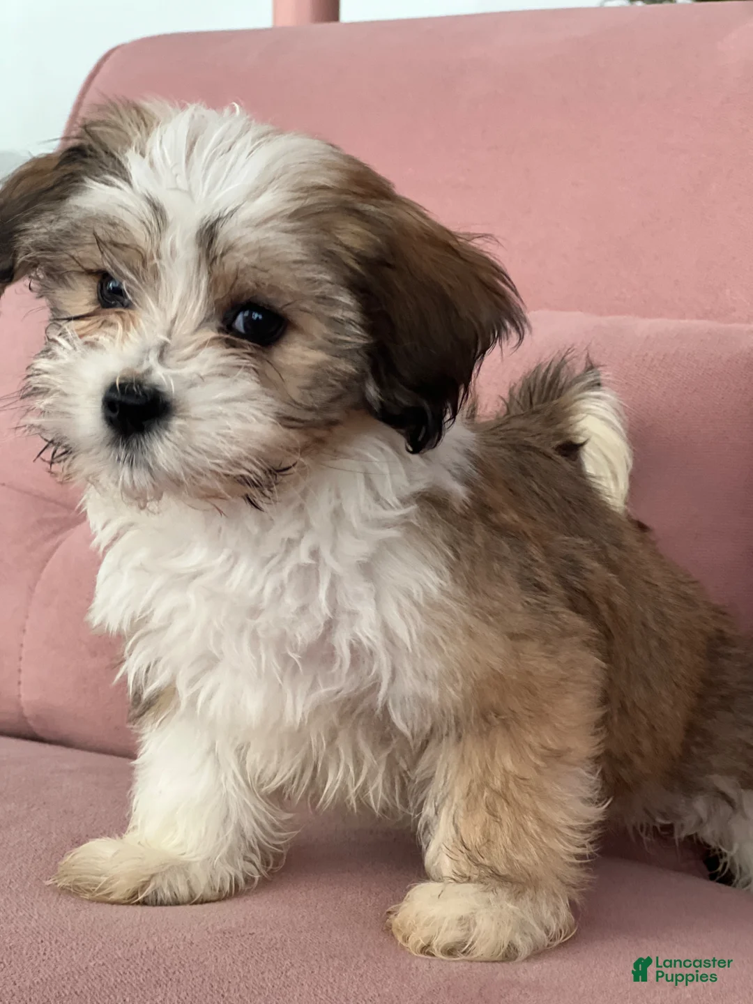 Havanese dogs for sale: Sugar - Ad 2