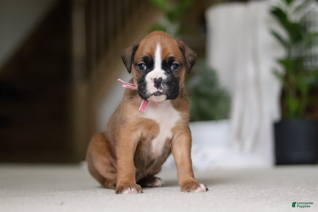 Boxer dogs for sale: Sadie - Ad 4