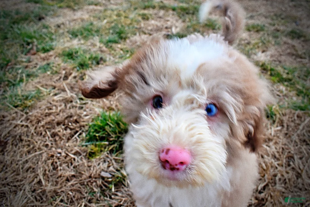 Havapoo dogs for sale: Webster - Ad 22