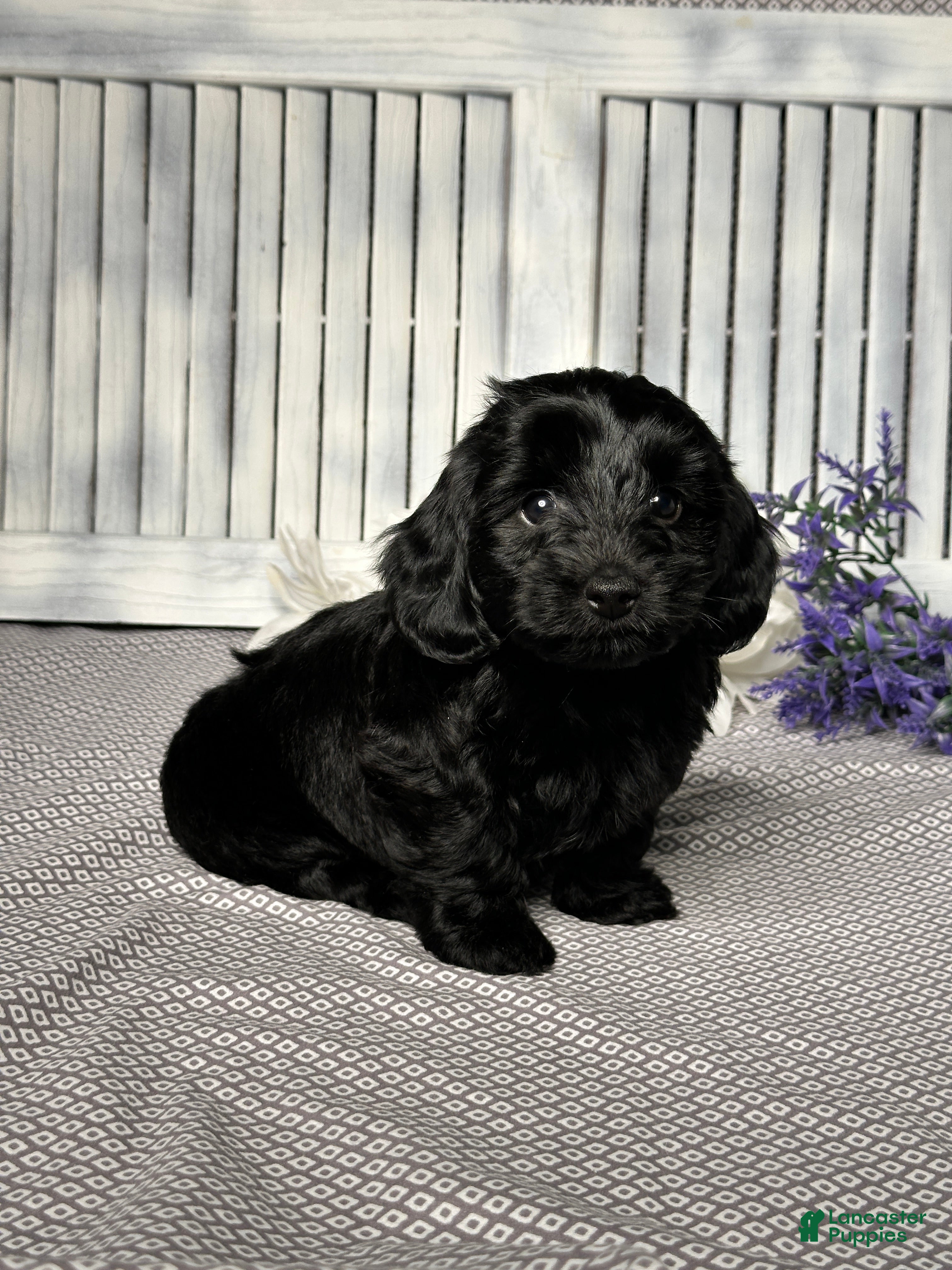 Mixed Breed dogs Jake - Ad 2