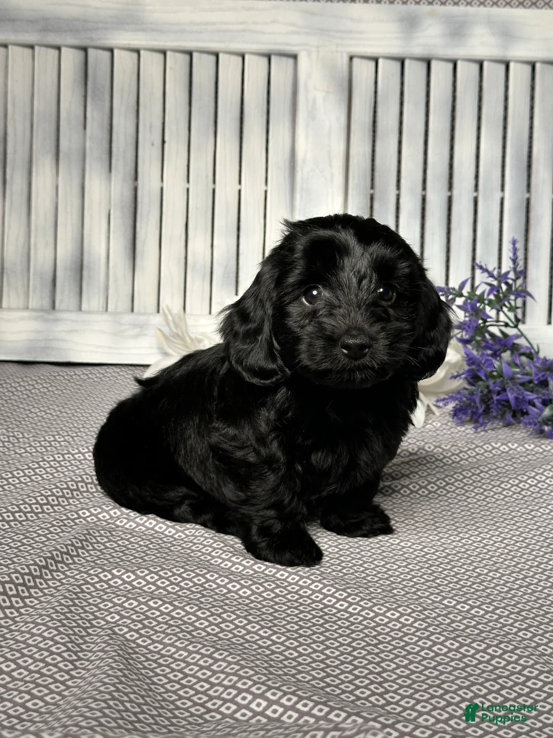 Mixed Breed dogs for sale: Jake - Ad 2