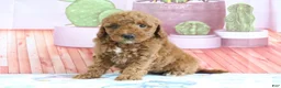 Mini Goldendoodle dogs for sale: Hannah - Ad 3