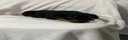 Rottweiler dogs for sale: kong - Ad 4