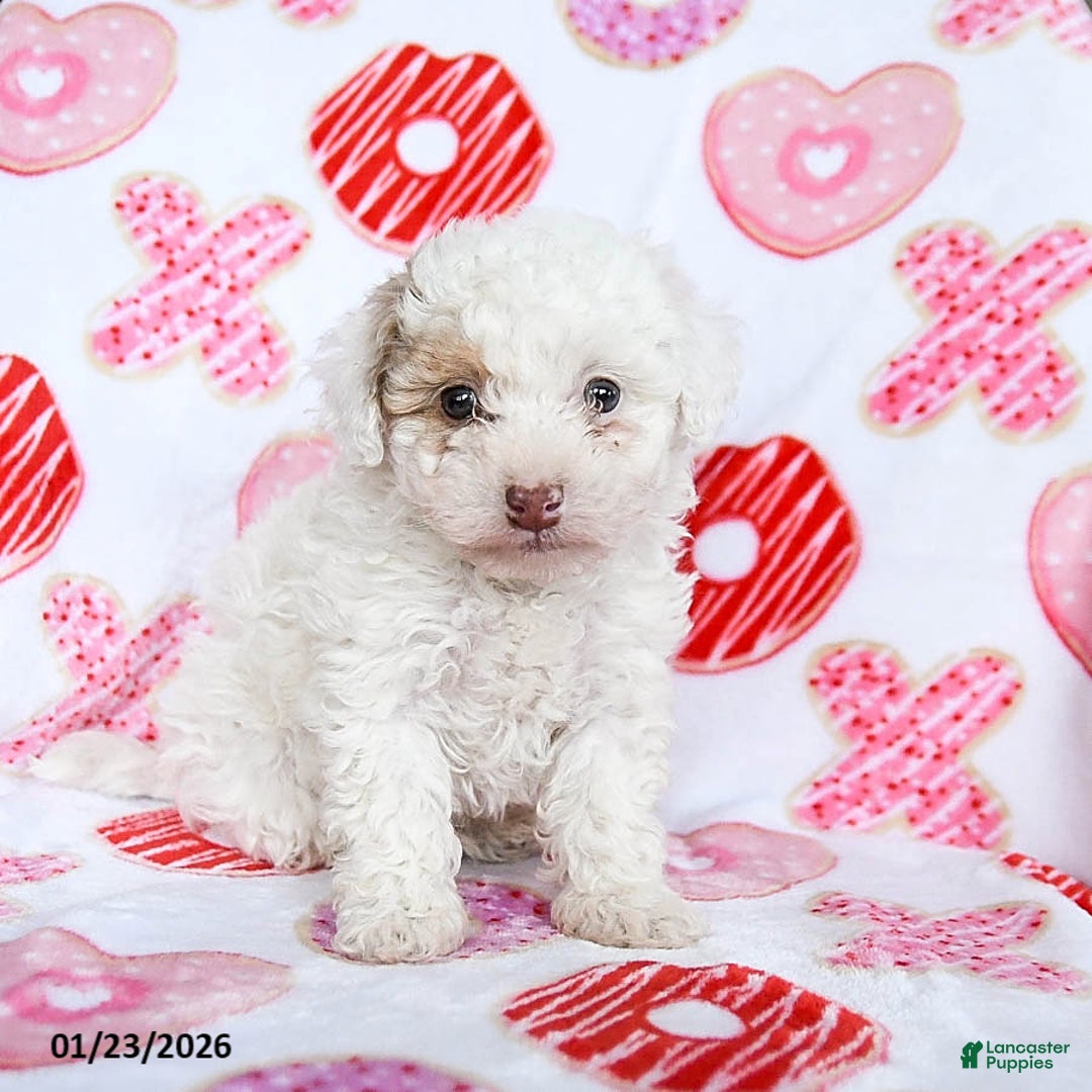Toy Poodle dogs for sale: Snickers - Ad 3
