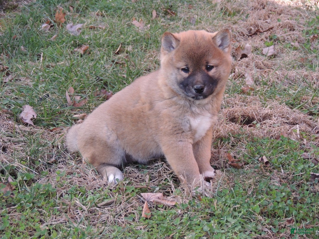 Shiba Inu dogs for sale: BINGO - Ad 5