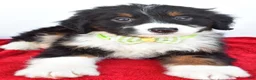 Mini Bernedoodle dogs for sale: Leo - Ad 5