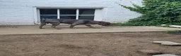 American Bully dogs for sale: Venom - Ad 4