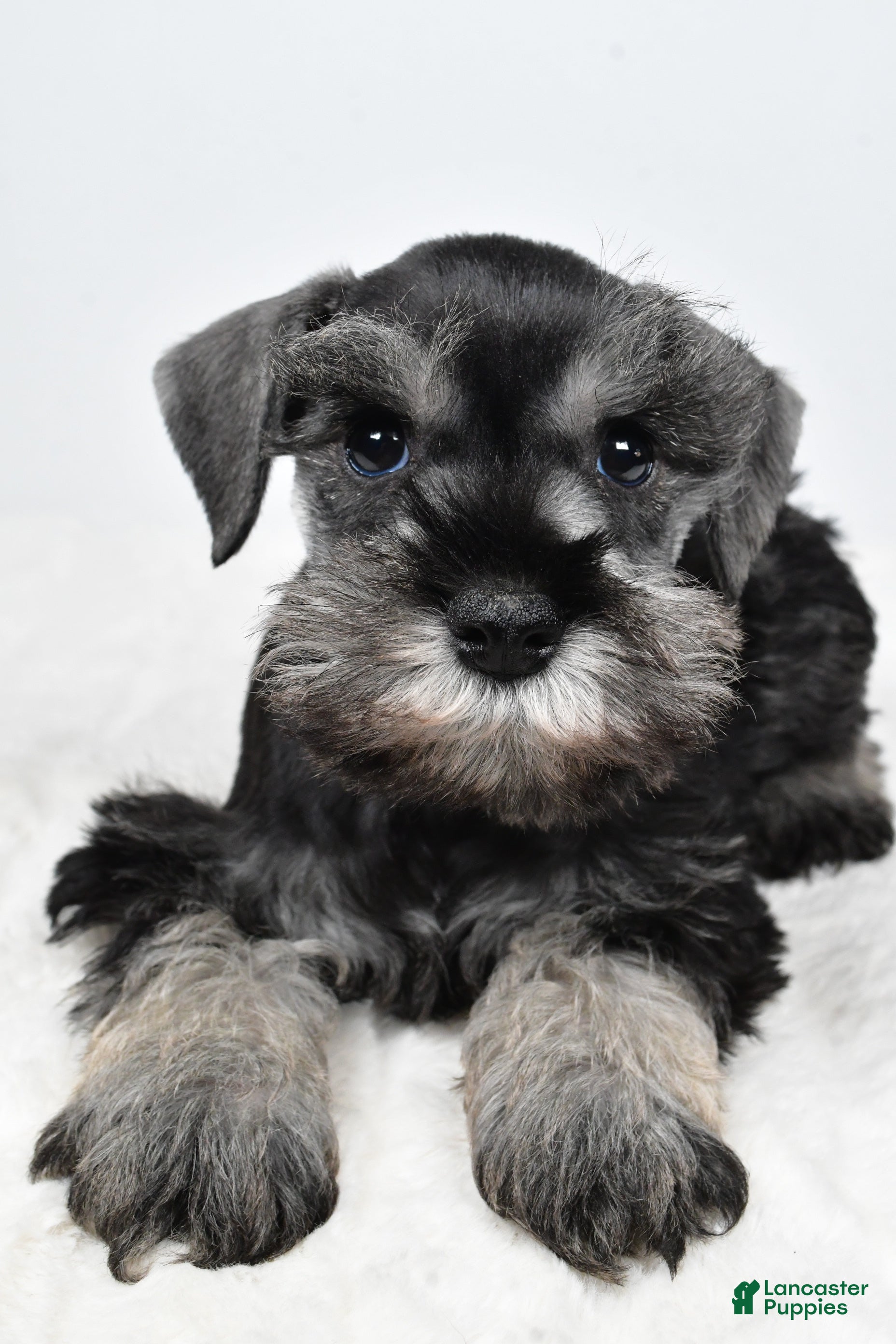 Miniature Schnauzer dogs Luis - Ad 2