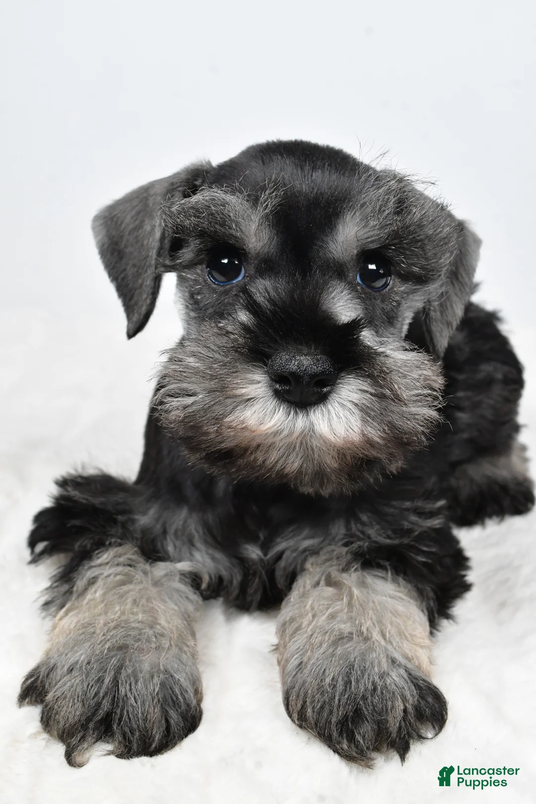 Miniature Schnauzer dogs for sale: Luis - Ad 2