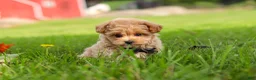 Maltipoo dogs for sale: Nash - Ad 19
