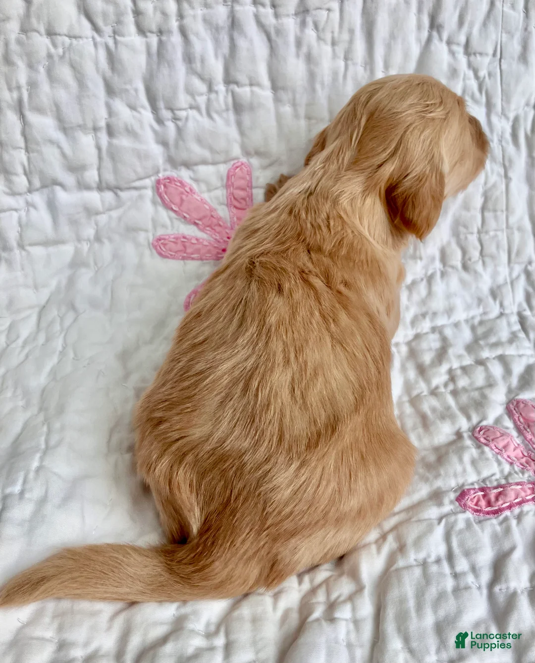 Miniature Dachshund dogs for sale: Mr. Spaghetti Noodle of Fettuccine Villa - Ad 4