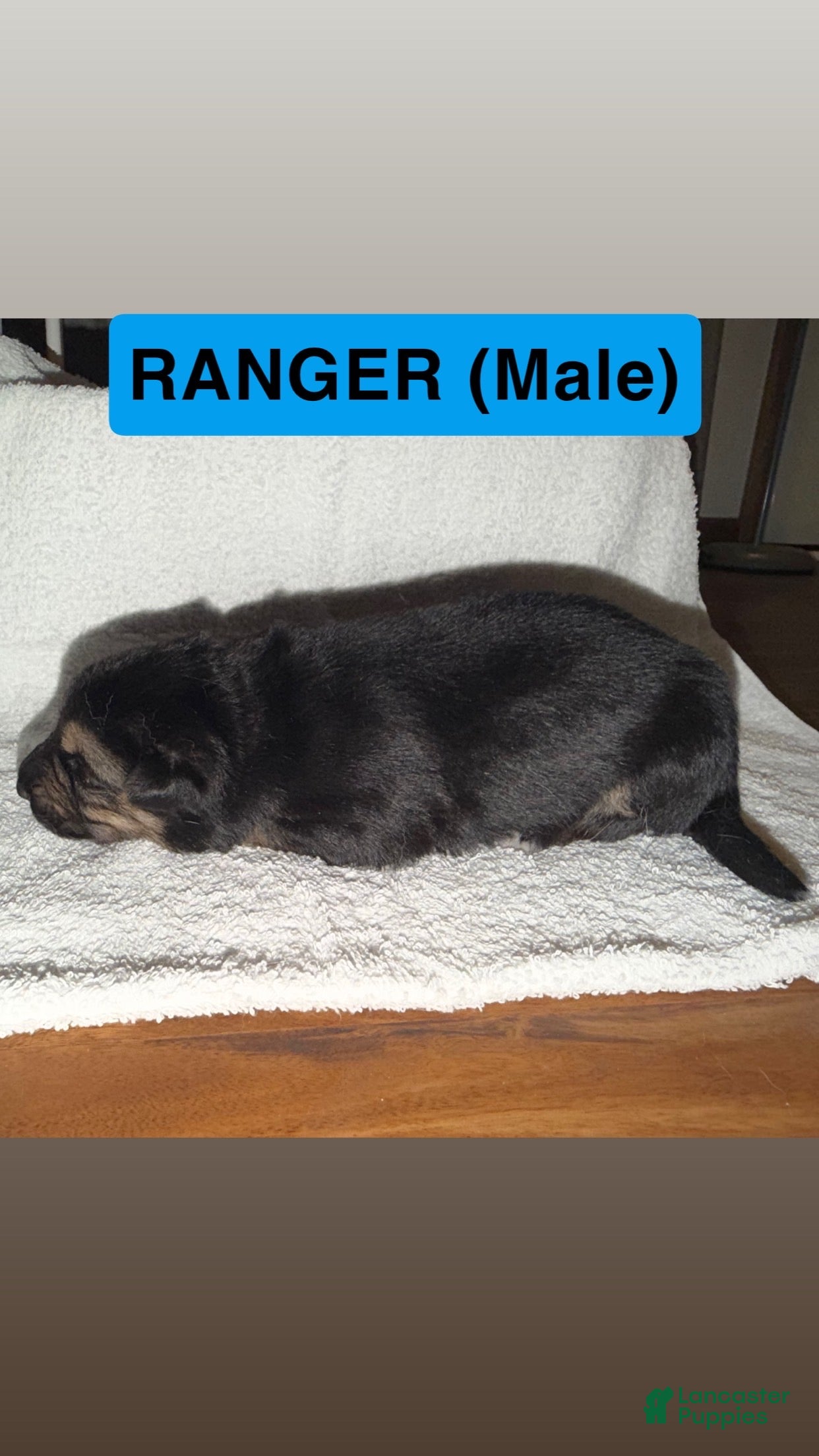 German Shepherd dogs for sale: Ranger - Ad 2