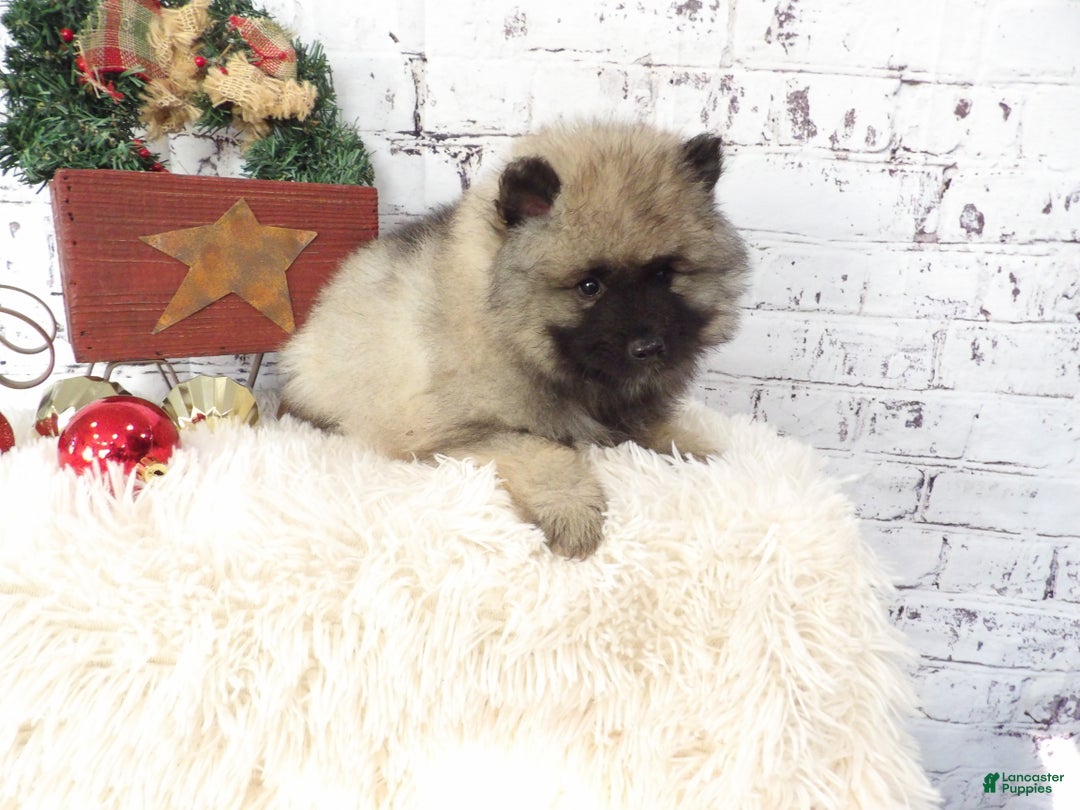Keeshond dogs for sale: Lana  - Ad 2