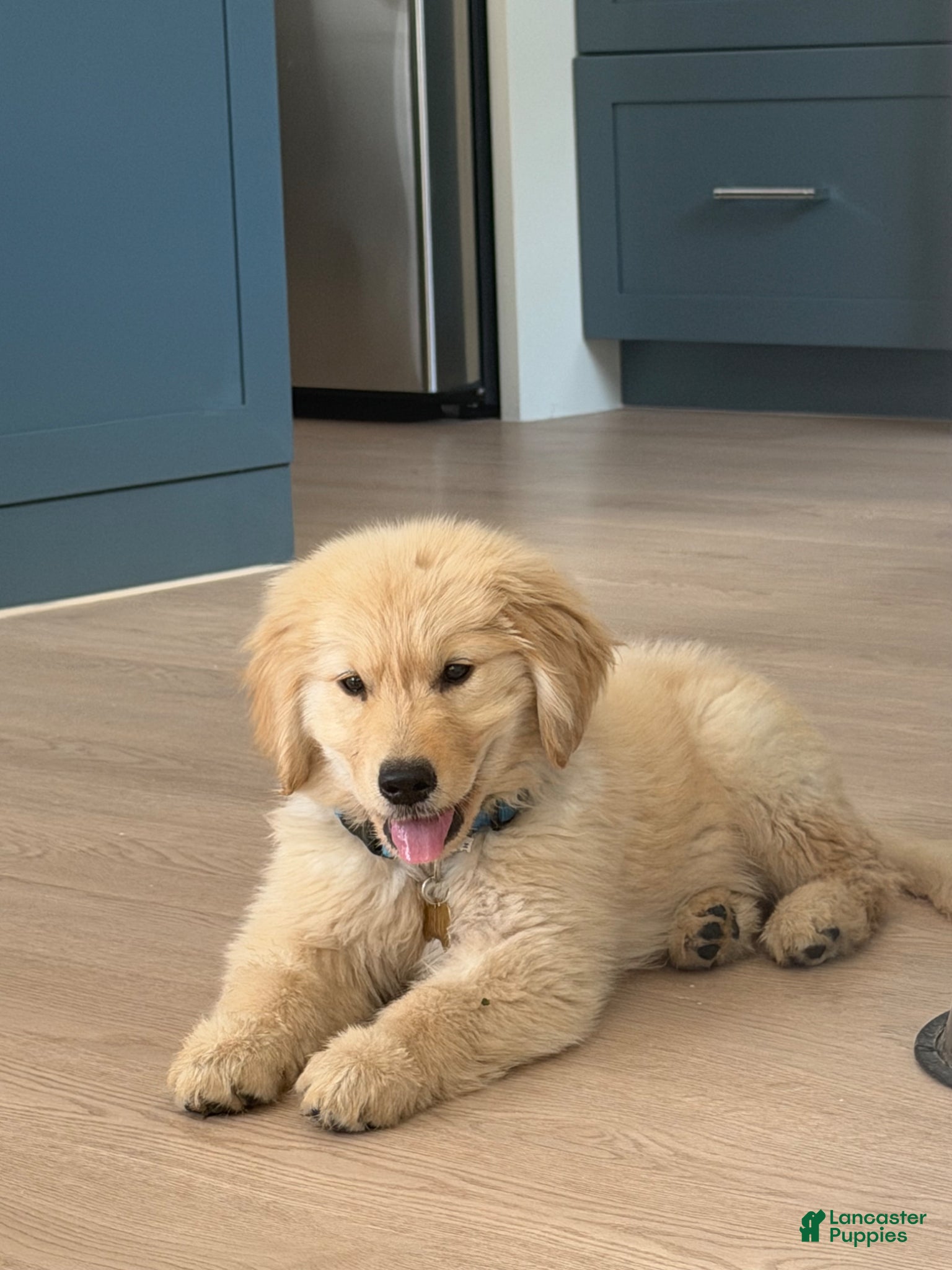 Golden Retriever dogs Golden Retriever Puppy 1 - Ad 10