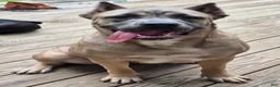 Cane Corso dogs for sale: Cane Corso 2 - Ad 5